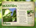 Organic Control Praying Mantids Online Hot Sale