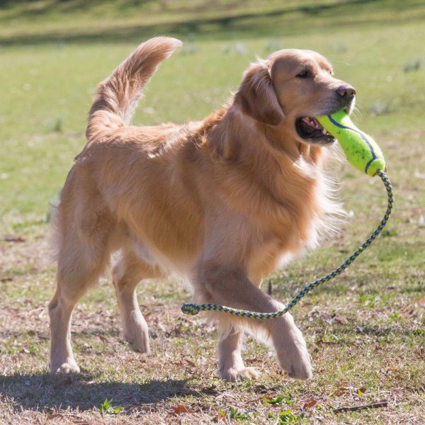 KONG AirDog Squeaker Stick Dog Toy Supply