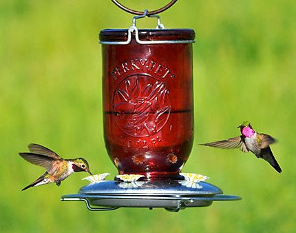 Perky-Pet® Red Mason Jar Glass Hummingbird Feeder - 32 oz Nectar Capacity Sale