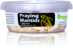 Organic Control Praying Mantids Online Hot Sale