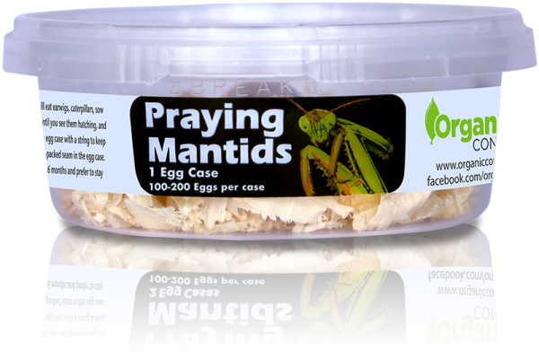 Organic Control Praying Mantids Online Hot Sale