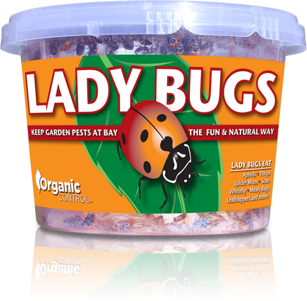 Organic Control Ladybugs Online Sale