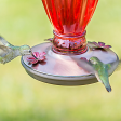 Perky-Pet® Daisy Vase Vintage Hummingbird Feeder - 18 oz Nectar Capacity Discount