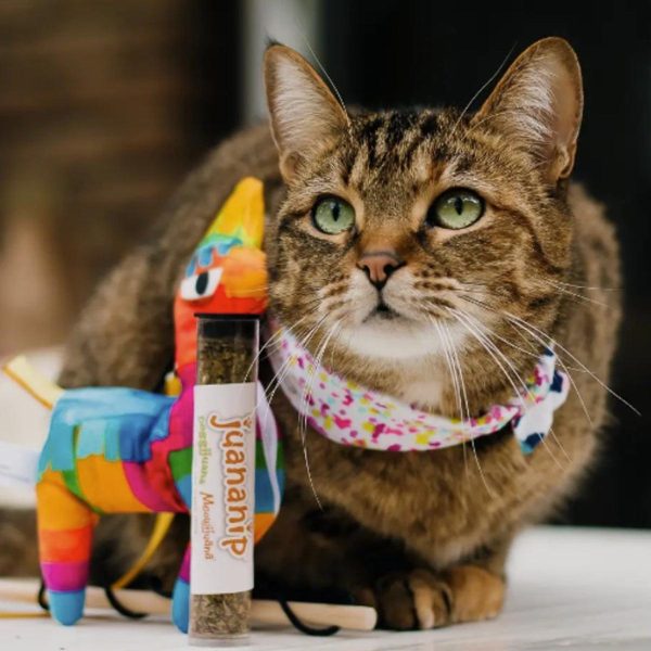 Meowijuana Get Smashed Refillable Llama Piñata Catnip Cat Toy Online now